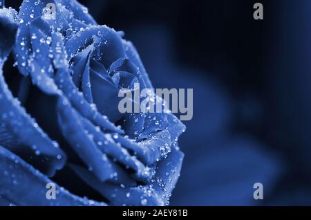 Frisch und nass phantom Blue Rose mit Tröpfchen in Makrofotografie Stockfoto