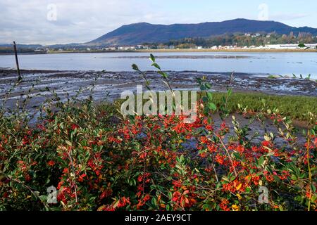 Bidassoa River bei Ebbe, Hendaye, Pyrénées-Atlantique, Frankreich Stockfoto