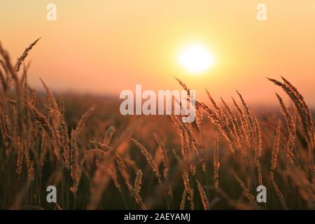 Getrocknete Unkraut im Gegenlicht. Geringe Tiefenschärfe. Ende des Sommers Atmosphäre. Sonnenuntergang. Stockfoto