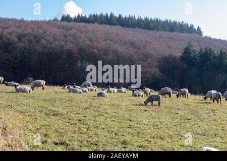 Schafherde in Deutschland - Taunus Stockfoto