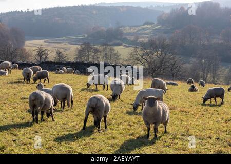 Schafherde in Deutschland - Taunus Stockfoto