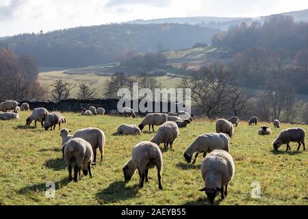 Schafherde in Deutschland - Taunus Stockfoto