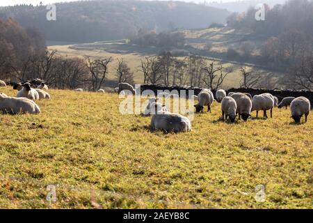 Schafherde in Deutschland - Taunus Stockfoto