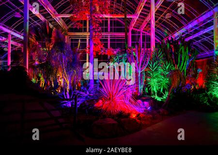 Exotische und tropische Pflanzen im Gewächshaus bei Glow 2019, RHS Wisley, Woking, Surrey, eine jährliche saisonale Veranstaltung der Illuminationen im Botanischen Garten Stockfoto