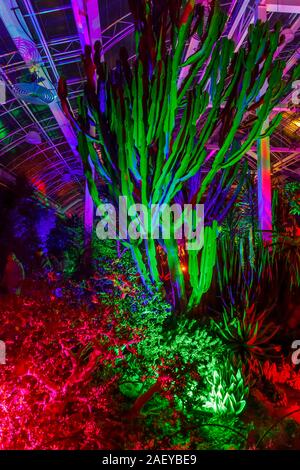 Bunte Kakteen im Gewächshaus bei Glow 2019, RHS Wisley in der Nähe von Woking, Surrey, eine jährliche saisonale Veranstaltung der Illuminationen im Botanischen Garten Stockfoto