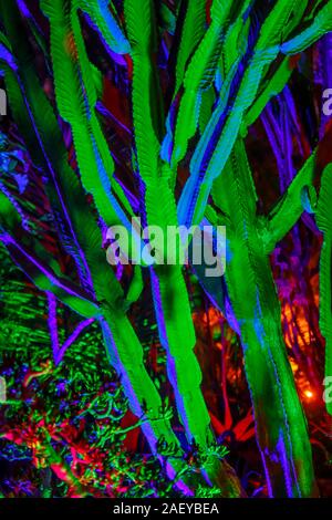 Bunte Kakteen im Gewächshaus bei Glow 2019, RHS Wisley in der Nähe von Woking, Surrey, eine jährliche saisonale Veranstaltung der Illuminationen im Botanischen Garten Stockfoto