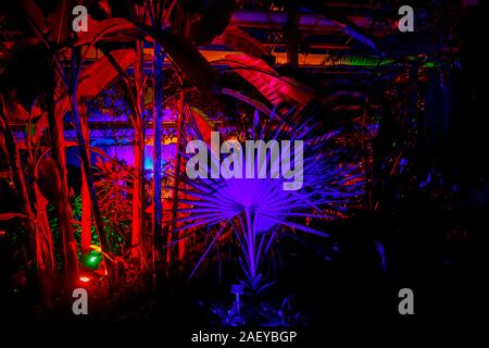 Tropische Pflanzen im Gewächshaus bei Glow 2019, RHS Wisley, Woking, Surrey, eine jährliche saisonale Veranstaltung der Illuminationen im Botanischen Garten Stockfoto