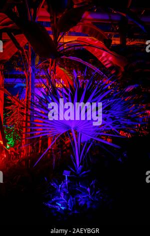 Tropische Pflanzen im Gewächshaus bei Glow 2019, RHS Wisley, Woking, Surrey, eine jährliche saisonale Veranstaltung der Illuminationen im Botanischen Garten Stockfoto