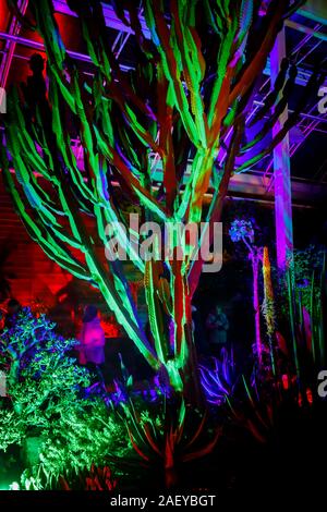 Bunte Kakteen im Gewächshaus bei Glow 2019, RHS Wisley in der Nähe von Woking, Surrey, eine jährliche saisonale Veranstaltung der Illuminationen im Botanischen Garten Stockfoto