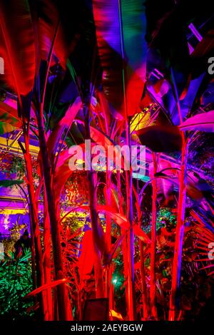 Tropische Pflanzen im Gewächshaus bei Glow 2019, RHS Wisley, Woking, Surrey, eine jährliche saisonale Veranstaltung der Illuminationen im Botanischen Garten Stockfoto