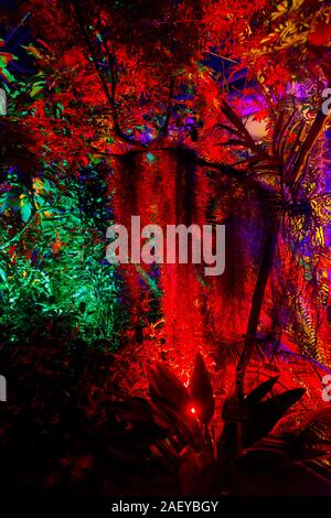 Tropische Pflanzen im Gewächshaus bei Glow 2019 an der RHS Wisley, Woking, Surrey, eine jährliche saisonale Veranstaltung der Beleuchtung in der Nacht im Botanischen Garten Stockfoto