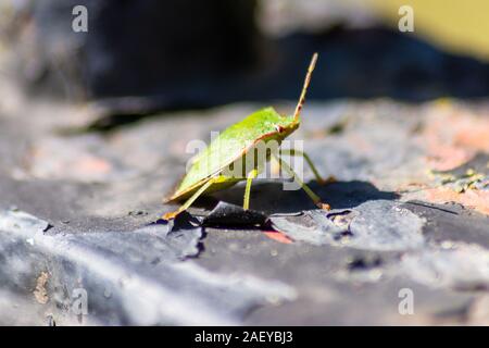 Ein Beispiel für eine Palomena Prasina oder gemeinsamen Green Shieldbug in der Erwachsenen Form von der Seite Vorderansicht ruht auf einem Verwitterten Kirche Wand zu sehen Stockfoto