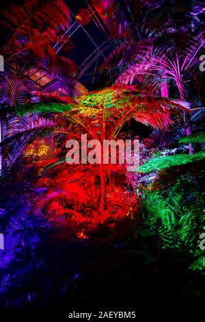Tropische Pflanzen im Gewächshaus bei Glow 2019, RHS Wisley, Woking, Surrey, eine jährliche saisonale Veranstaltung der Illuminationen im Botanischen Garten Stockfoto