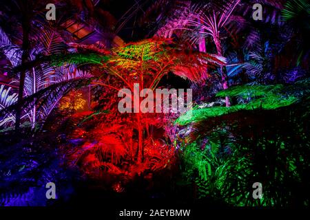 Tropische Pflanzen im Gewächshaus bei Glow 2019, RHS Wisley, Woking, Surrey, eine jährliche saisonale Veranstaltung der Illuminationen im Botanischen Garten Stockfoto