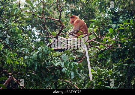 Proboscis Affen in Kinabatangan River (Sandakan, Sabah, Borneo, Malaysia) Stockfoto
