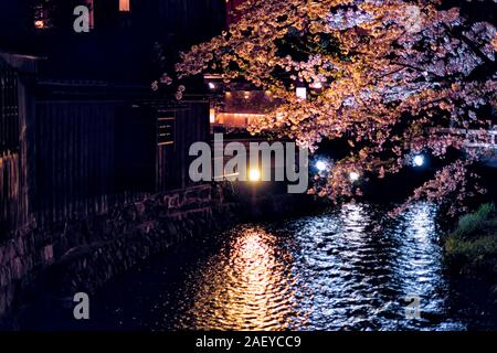 Kyoto, Japan Gion mit Cherry sakura Bäumen im Frühjahr mit Blumen im Park und Laterne Lampe beleuchtet Reflexion in dunkle schwarze Nacht Abend Stockfoto