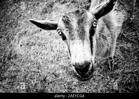 Bock auf Suchen Sie in Schwarz und Weiß Stockfoto