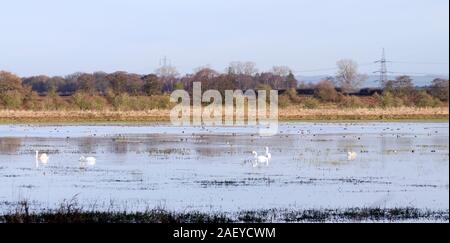 Untere Derwent Valley im Winter Stockfoto