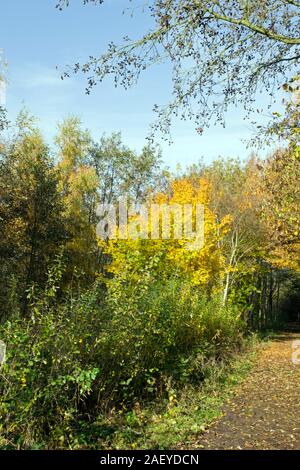 Norden Höhle Feuchtgebiete im Herbst Stockfoto