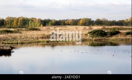 Norden Höhle Feuchtgebiete das Dorf See im Herbst Stockfoto