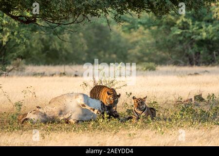 Tiger und Tiere töten Erhaltung Ausgabe tiger Cubs mit Kuh oder heimischen Tier töten in Kernbereich ofranthambore Nationalpark Indien - Panthera tigris Stockfoto