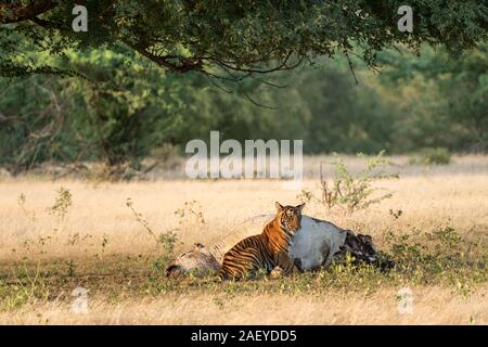 Tiger und Tiere töten Erhaltung Ausgabe tiger Cubs mit Kuh oder heimischen Tier töten in Kernbereich ofranthambore Nationalpark Indien - Panthera tigris Stockfoto