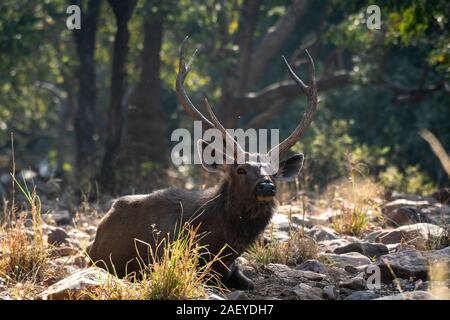 Sambar Hirsche oder Rusa unicolor Schließen oben sitzen im Winter zurück Licht und Grün Hintergrund im Ranthambore Nationalpark, Rajasthan, Indien Stockfoto