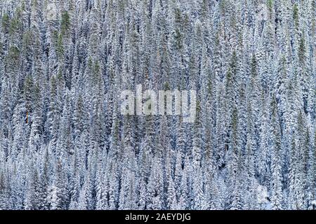 Maroon Bells Pinien in Aspen, Colorado rocky mountain Nahaufnahme Muster nach dem Winter schnee Wald im Jahr 2019 Stockfoto