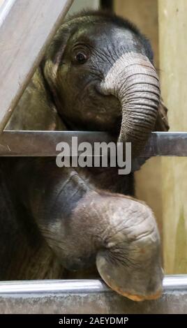 Halle, Deutschland. 11 Dez, 2019. Im September geboren, der Elefant girl in Halle Zoo erstreckt sich ihr Kopf aus dem Elefant Gehäuse nach getauft, elani. Tatsächlich, ein extra gekleidet in einem Elefanten Kostüm sollte den Namen symbolisch Taufe für Elani zu empfangen, wie der Zoo bereits angekündigt hatte. Der Grund dafür war, dass das Baby war immer noch sehr an seiner Mutter befestigt und sollte nicht im Freien wegen des Wetters getauft werden. Aber die Zoo entschieden, es ohne Extras zu Christen. Kredite: Jan Woitas/dpa-Zentralbild/dpa/Alamy leben Nachrichten Stockfoto