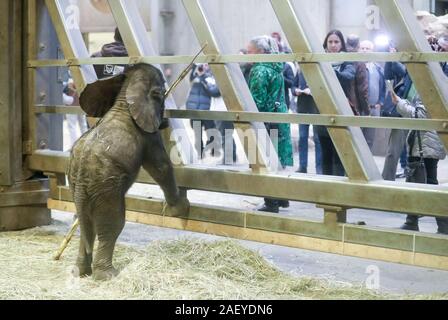 Halle, Deutschland. 11 Dez, 2019. Im September geboren, der Elefant girl in Halle Zoo steht in der Elefant Gehäuse nach getauft, elani. Tatsächlich, ein extra gekleidet in einem Elefanten Kostüm sollte den Namen symbolisch Taufe für Elani zu empfangen, wie der Zoo bereits angekündigt hatte. Der Grund dafür war, dass das Baby war immer noch sehr an seiner Mutter befestigt und sollte nicht im Freien wegen des Wetters getauft werden. Aber die Zoo entschieden, es ohne Extras zu Christen. Kredite: Jan Woitas/dpa-Zentralbild/dpa/Alamy leben Nachrichten Stockfoto