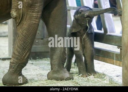 Halle, Deutschland. 11 Dez, 2019. Im September geboren, der Elefant girl in Halle Zoo ist benannt nach ihrer Mutter Elani Tana in der Elefant Gehäuse an ihrer Taufe. Tatsächlich, ein extra gekleidet in einem Elefanten Kostüm sollte den Namen symbolisch Taufe für Elani zu empfangen, wie der Zoo bereits angekündigt hatte. Der Grund dafür war, dass das Baby war immer noch sehr an seiner Mutter befestigt und sollte nicht im Freien wegen des Wetters getauft werden. Aber die Zoo entschieden, es ohne Extras zu Christen. Kredite: Jan Woitas/dpa-Zentralbild/dpa/Alamy leben Nachrichten Stockfoto