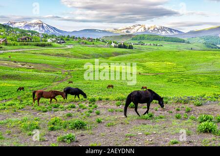 Pferde grasen auf der Spur von Crested Butte, Colorado alpine Wiesen auf der Ranch von Snodgrass Wanderweg im Sommer mit üppigen, grünen Gras Stockfoto