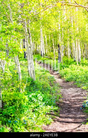 Snodgrass trail Golden sunrise Sonnenlicht Wanderweg in Mount Crested Butte, Colorado im Nationalpark Berge mit grünen Aspen Bäume Wald grov Stockfoto