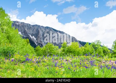 Viele Delphinium Blumen leuchtende Wildblumen auf der Wiese am Pass in der Nähe von Kebler Crested Butte, Colorado im Sommer mit einem Berg im Hintergrund Stockfoto