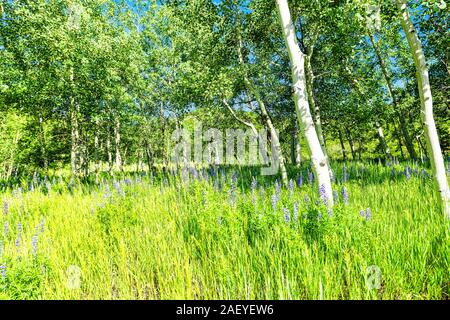 Forest Grove auf Sunnyside Trail in Aspen, Colorado in Woody Creek Nachbarschaft in sonniger Morgen 2019 Sommer mit lupinen Wildblumen Stockfoto