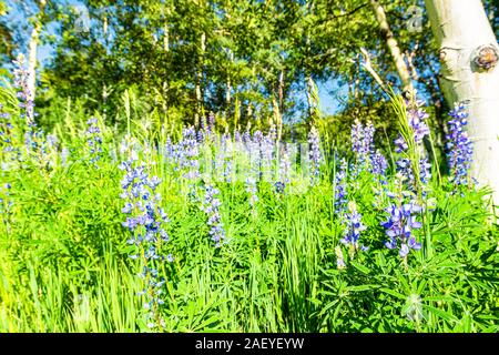 Nahaufnahme von lupinen Wildblumen in Green Forest Grove auf Sunnyside Trail in Aspen, Colorado in Woody Creek Nachbarschaft in sonniger Morgen 2019 Sommer Stockfoto