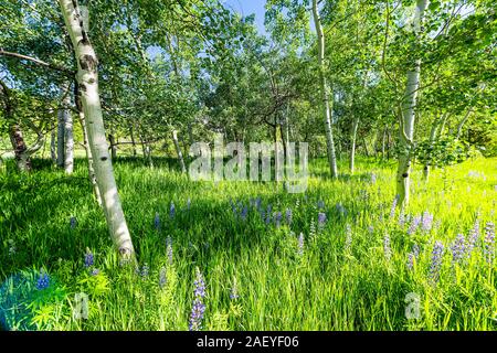 Forest Grove Weitwinkelansicht auf Sunnyside Trail in Aspen, Colorado in Woody Creek Nachbarschaft in sonniger Morgen 2019 Sommer mit lupinen Wildblumen Stockfoto