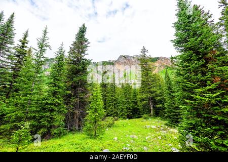 Weitwinkel Blick auf üppigen grünen Kiefernwald auf Rätsel Creek Trail in Aspen, Colorado im Jahr 2019 Sommer mit bewölktem Himmel Stockfoto