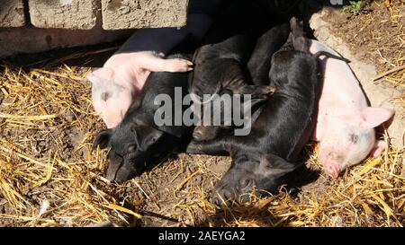 Schweine spielen und schlafen auf Hof der Farm. Rosa Ferkel aalen sich in der Sonne und Schlafen. Lustige Schweine. Junge Baby Ferkel Spielen im Hof Stockfoto