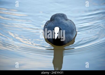 Eine eurasische Blässhuhn (Fulica atra) Schwimmen mit Wellen von Wasser und Reflexionen und mit Augen und weißen frontale Abschirmung und Schnabel, Berkshire, November Stockfoto