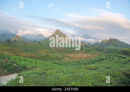 Grüner Tee terrasse Felder im Moc Chau, nordwestlich von Vietnam Stockfoto