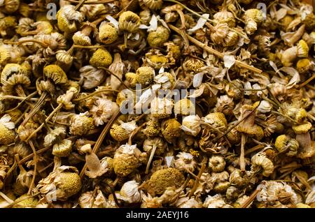 Getrocknete gelbe Kamillenblüten mit Stängel, zusammen gesammelt und von oben fotografiert als Hintergrundbild. Stockfoto