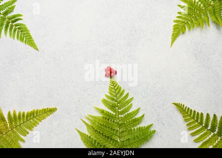 Farne an den vier Ecken des Rahmens mit center Farn gekrönt mit einem Cluster von Beeren auf einer subtilen weiß blau hintergrund. Stockfoto