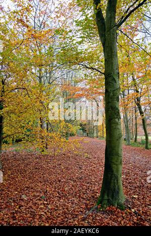 Eine Allee der Buche im Herbst Farben auf ranmore Gemeinsame Surrey Hills Dorking England Großbritannien Stockfoto