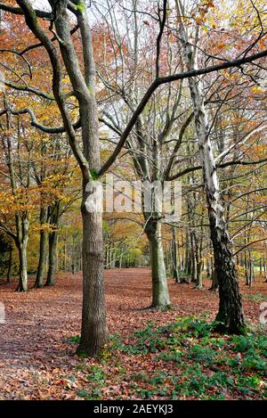 Eine Allee der Buche im Herbst Farben auf ranmore Gemeinsame Surrey Hills Dorking England Großbritannien Stockfoto