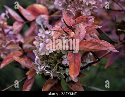 Jahrestagung im Herbst Blumen Stockfoto