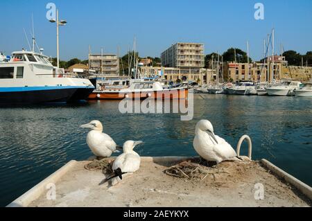 Kleine Kolonie oder Familie der Tölpel oder Basstölpel, Morus bassanus, im Mittelmeer Hafen von Carry-le-Rouet Provence Frankreich Stockfoto