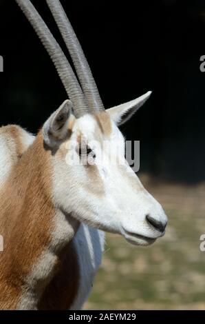 Portrait von scimitar Oryx oder Scimitar-Horned Oryx Oryx Oryx dammah, aka Sahara Stockfoto