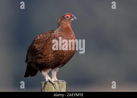 Moorschneehuhn thront auf Post Stockfoto