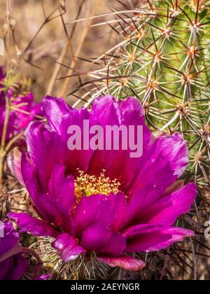 Die Engelmann Hedgehog (Purple Torch) Kakteen blühen, Lava Flow Trail, Snow Canyon State Park, St. George, Utah. Stockfoto